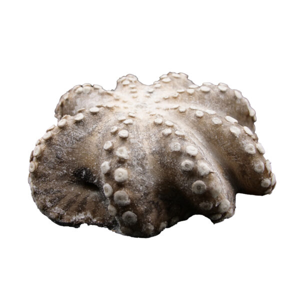 ΧΤΑΠΟΔΙ ΙΝΔ. Τ3 (2-3kg) IQF 15kg ΚΑΛΛΙΜΑΝΗΣ