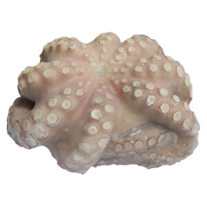 ΧΤΑΠΟΔΙ Τ3 2up ΙΝΔ.TOBA (15kg) IQF ΟΜΗΡΟΣ