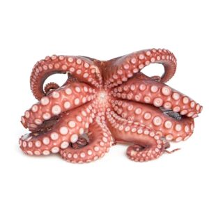 ΧΤΑΠΟΔΙ ΙΝΔΟΕΙΡ. Τ3 (2-3KG) 15kg ΛΑΝ